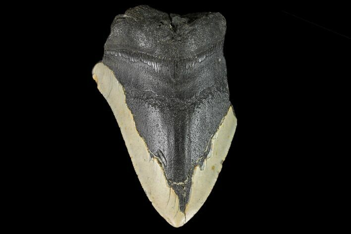 Partial, Fossil Megalodon Tooth - North Carolina #124771